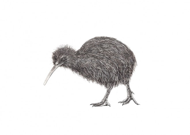 bird scientific illustration by illustraciencia